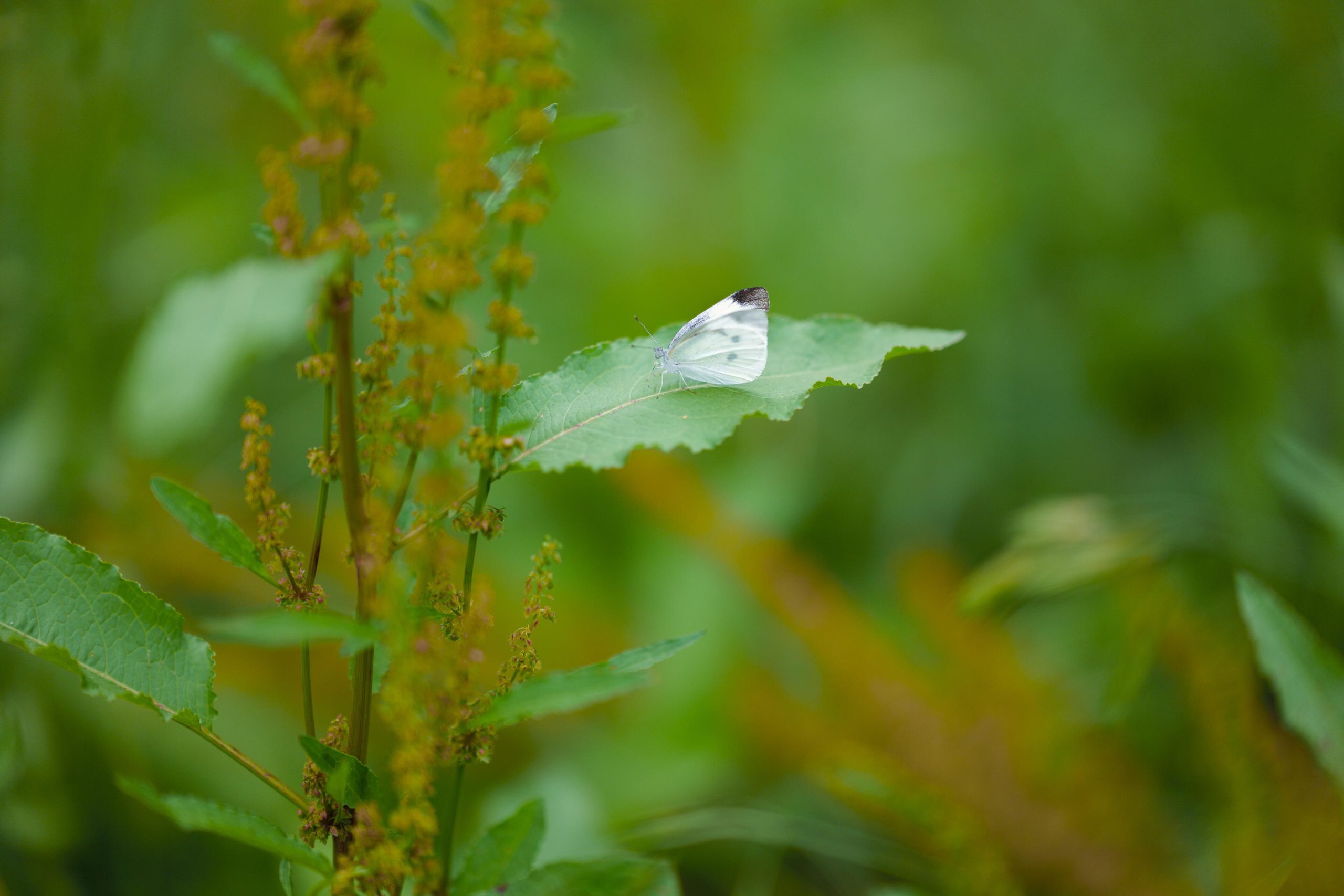 Sample image taken with the Sigma 85mm F1.2 DG Art by Shinichi Matsumoto