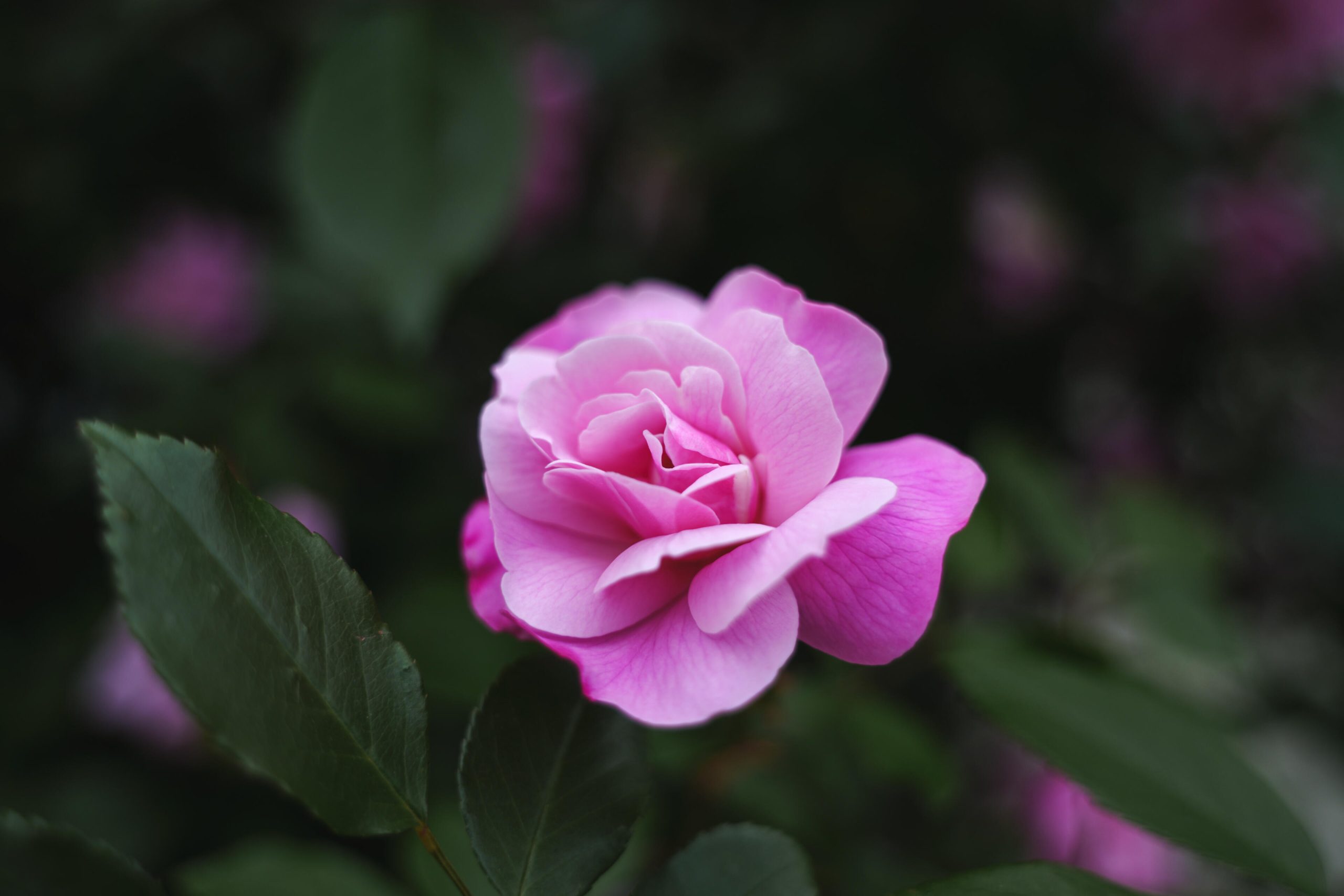 Sample image taken with the Sigma 20-60mm F2.8-4 DG Contemporary by Kayoko Nemoto
